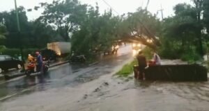 Pohon Roboh Tutup Jalur Malang Surabaya