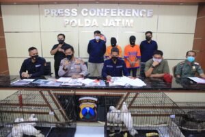 Polda Jatim Bongkar Perdagangan Satwa Dilindungi Di Facebook Polda Jatim Bongkar Perdagangan Satwa Dilindungi Di Facebook