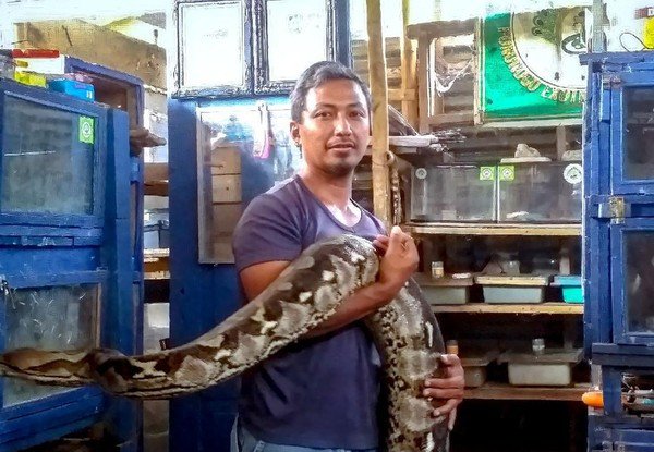 Pria di Kota Reog ini Ingin Lestarikan Ular, Kenapa?