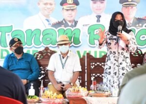 Dispertakab dan Balitbangtan Kementerian Pertanian RI Tanam Lima Varietas dengan Metode Jarwo