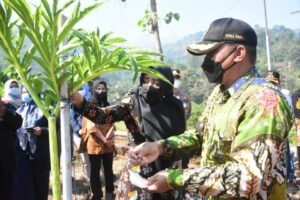 Dongkrak Penghasilan Petani, Bupati Ikfina Tinjau Panen Porang 15 Ton