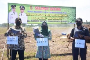 Ikfina Tinjau Panen Raya Kangkung Gapoktan Tani Harapan