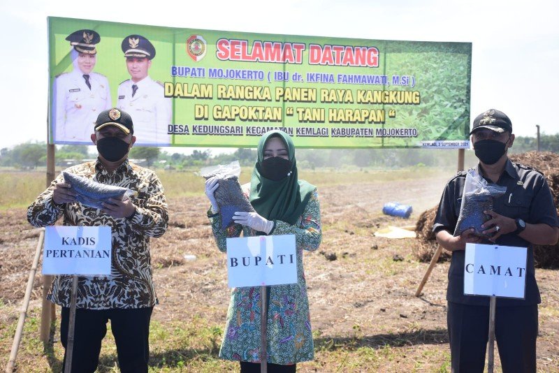 Ikfina Tinjau Panen Raya Kangkung Gapoktan Tani Harapan