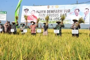 Panen Demfarm VUB Padi Khusus dan VUB Spesifik Lokasi, Ikfina Unggulkan Beras Tinggi Zinc