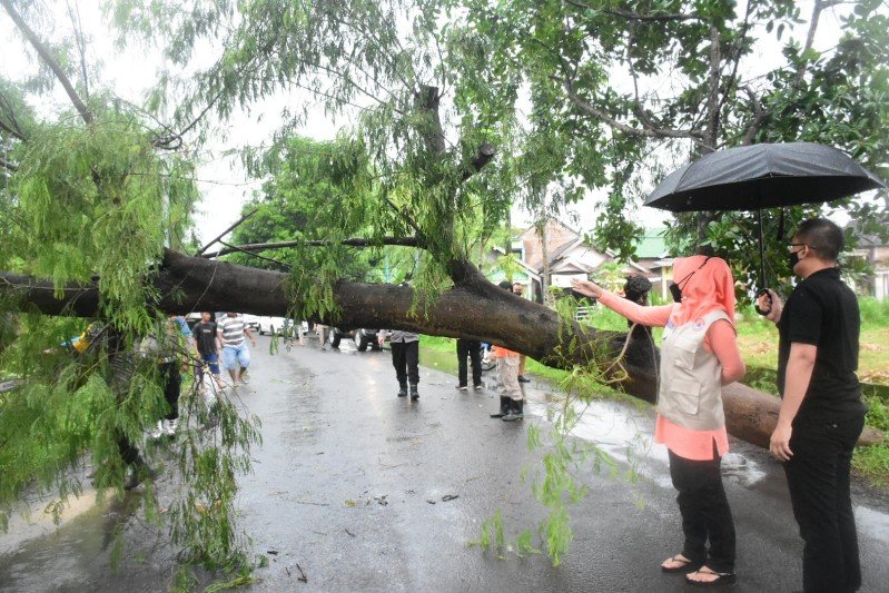 Bupati Ikfina Evakuasi Sengon Tumbang