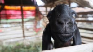 474 Hewan Ternak di Kabupaten Mojokerto Sembuh dari PMK, yang Dua Kambing