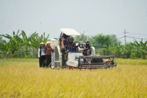 Kelurahan Gunung Gedangan Panen Raya Padi, Wali Kota Mojokerto Gunakan Mesin Pemanen
